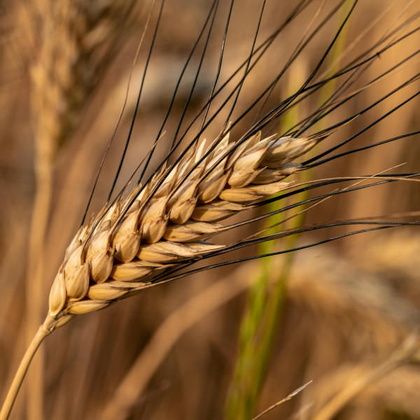 Genetically modified wheat takes fortifying bread with iron to the next level